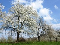 11 Cerisiers en fleurs dans l&#39;Ortenau Mösbach 10 04 2016 101